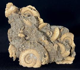 Ammoniten - Deutschland - Dactylioceras athleticum (SIMPSON 1855)